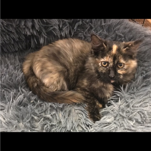 Mickey Mouse scarecrow, battery operated. Vintage like new condition - Picture 14 of 17